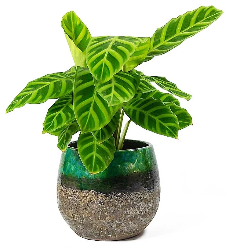Zebra Plant, Calathea Zebrina - Image 3