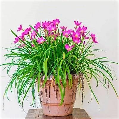 Rain Lily, Zephyr Lily, Zephyranthes Grandiflora, Lilly - Image 4