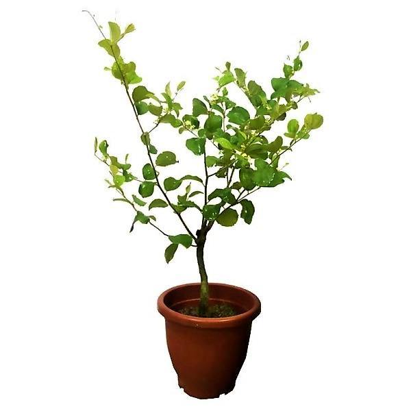Ziziphus jujuba, Jujube Tree - Image 2