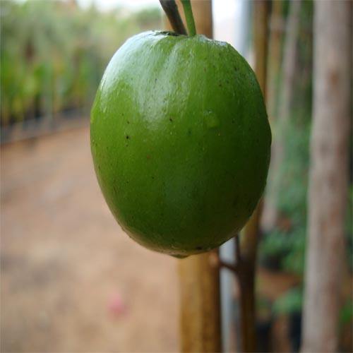 Ziziphus jujuba, Jujube Tree - Image 3