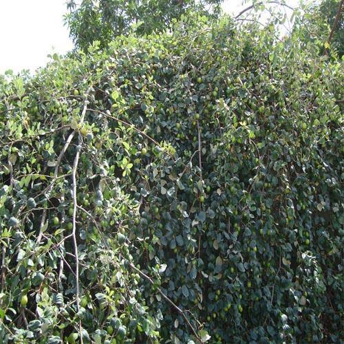 Ziziphus jujuba, Jujube Tree - Image 4