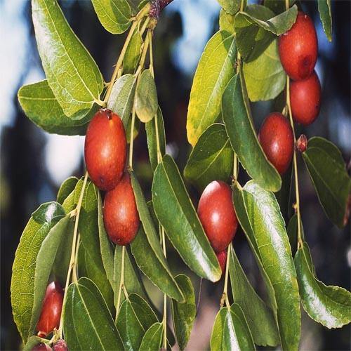 Ziziphus jujuba, Jujube Tree - Image 5