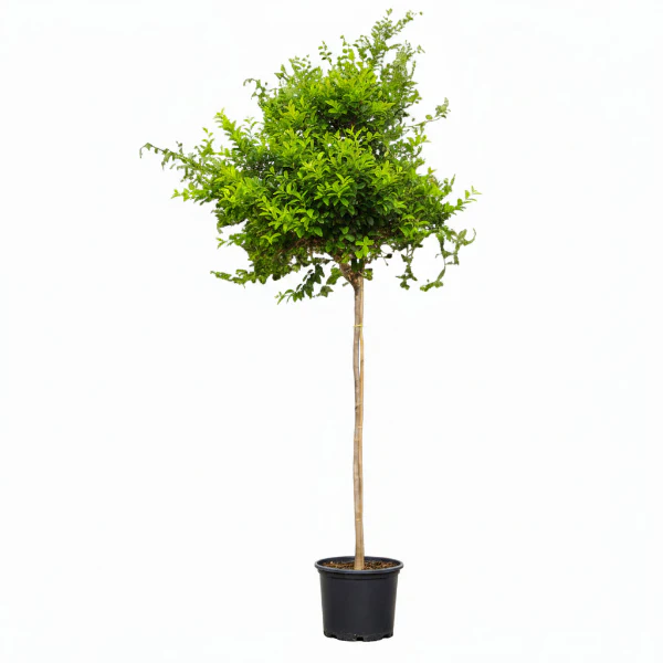 Ziziphus Spina Christi, Sidr Tree - Image 3