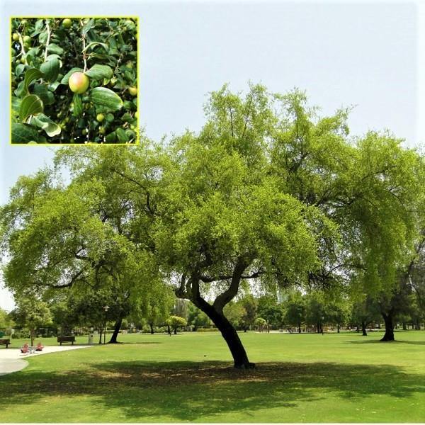 Ziziphus Spina Christi, Sidr Tree - Image 4