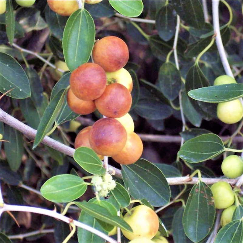 Ziziphus Spina Christi, Sidr Tree - Image 5