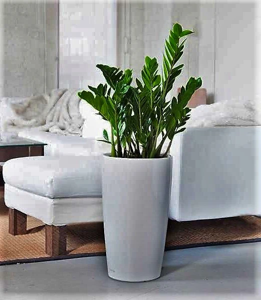 ZZ Plant, Zamioculcas Zamiifolia, Zanzibar Gem - Image 3