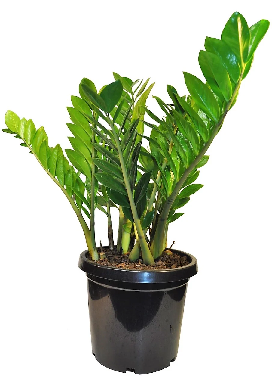 ZZ Plant, Zamioculcas Zamiifolia, Zanzibar Gem - Image 4